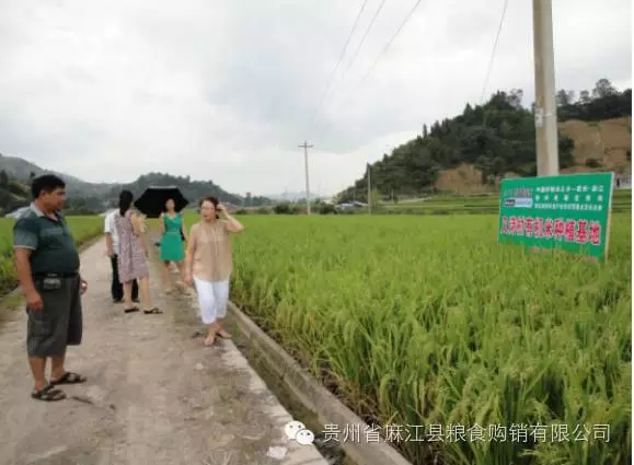 為您帶來健康的綠色有機食品